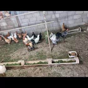 brama juje we towuklar