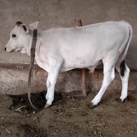 okuzce