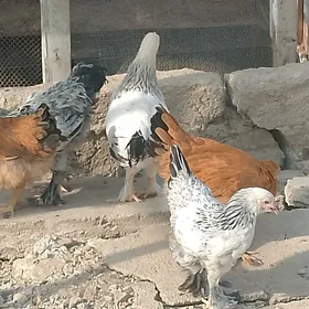 Tawuk