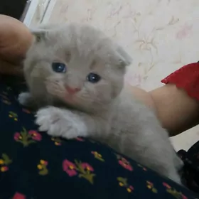 шотландские лиловые  вислоуш