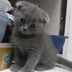 Котята