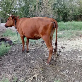 Sygyr