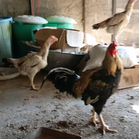 Taşkent towuklar