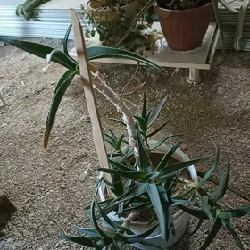 aloe