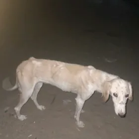 tazi