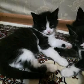 Котята
