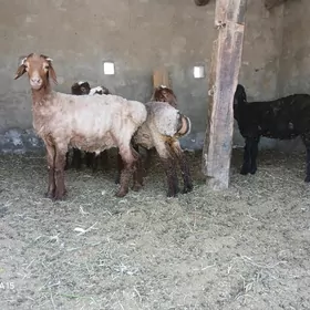 Toklylar