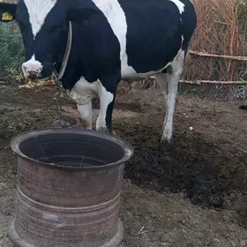 Ökuzce GanGalsteýn paroda