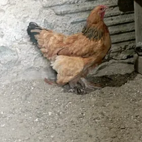brama towuk