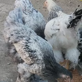 Brama towuklar