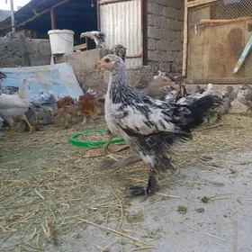 balgar juyje