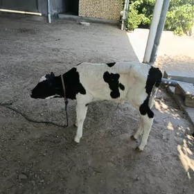 ökuzce
