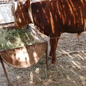 Öküz