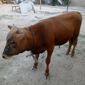 şwes öküz