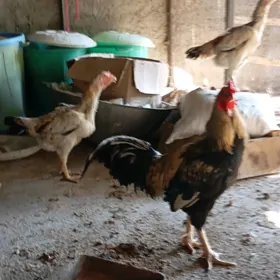 Taşkent towuklar