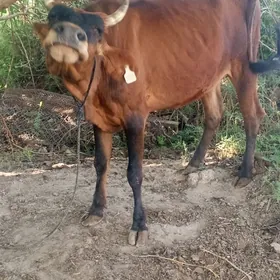 sygyr
