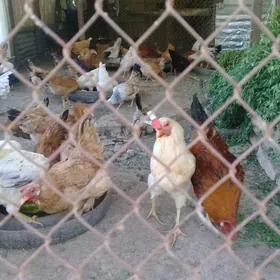 HORAZLAR
