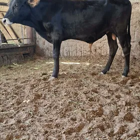 3 Öküz