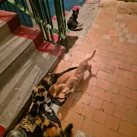 Котята