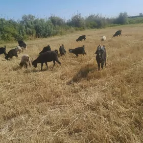 Geçiler