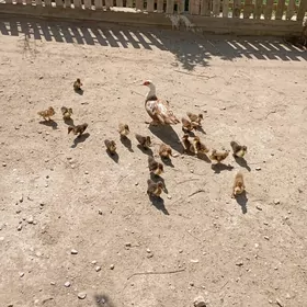 İndautka ördek
