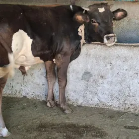 ökùz