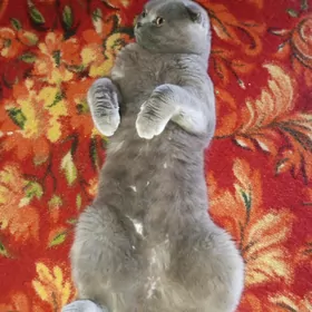 КОТ Для вязки