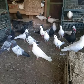 Kepderi