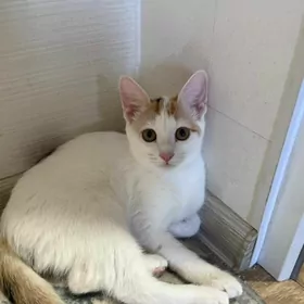 Котенок отдам в хорошие руки