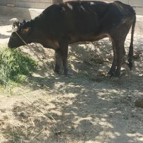 Gysyr sygyr