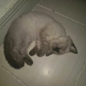 продаются сиамские котята