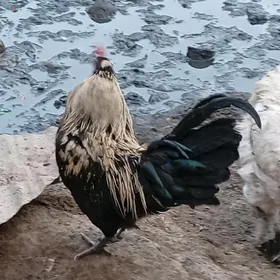 Yaponcik