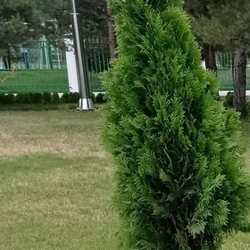 biz isgar guruba