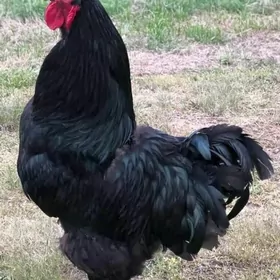 jerski