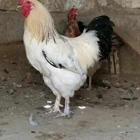 BRAMA HORAZ