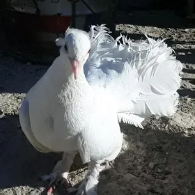Kepderi Pawlin