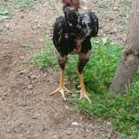 horaz baysow