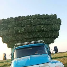 ýorunjo bede
