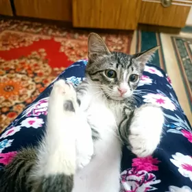 котенок