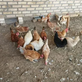 towuk товук