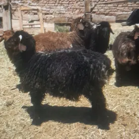geci