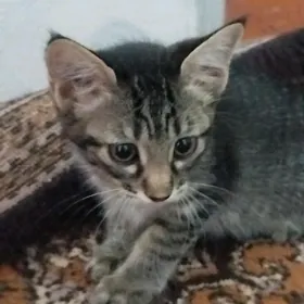 mugt pisik