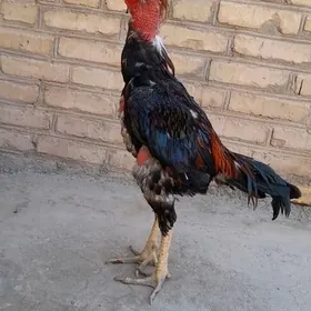 Horaz