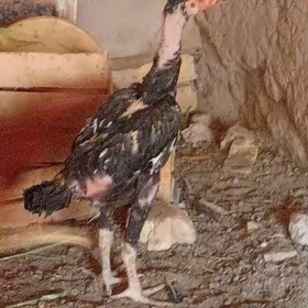 paroda