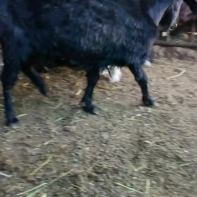 gysyr geçi