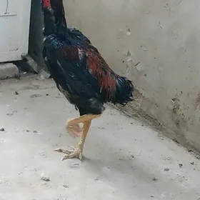 boysowy horazlar