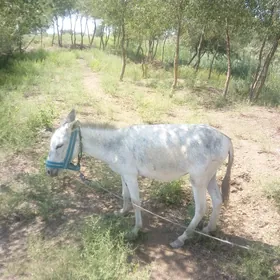 eşek