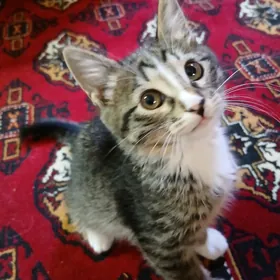 Котёнок мальчик 1 месяц