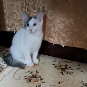 КОТЕНОК