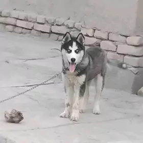Haski
